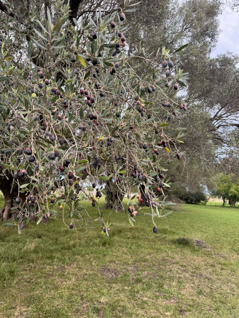 Chacra en venta con mas de 4.000 m² y arboles pecanes