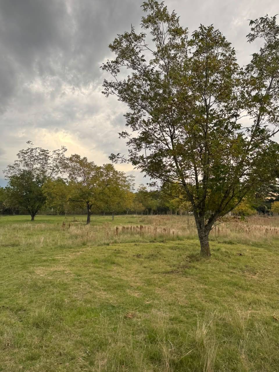 Chacra en venta con mas de 4.000 m² y arboles pecanes