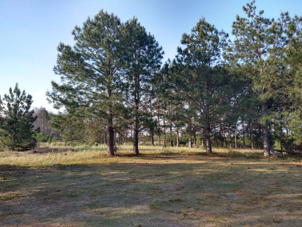 COMPLEJO TURISTICO TRINARES DEL PINAR - CAMINO A ÑANDUBAYSAL