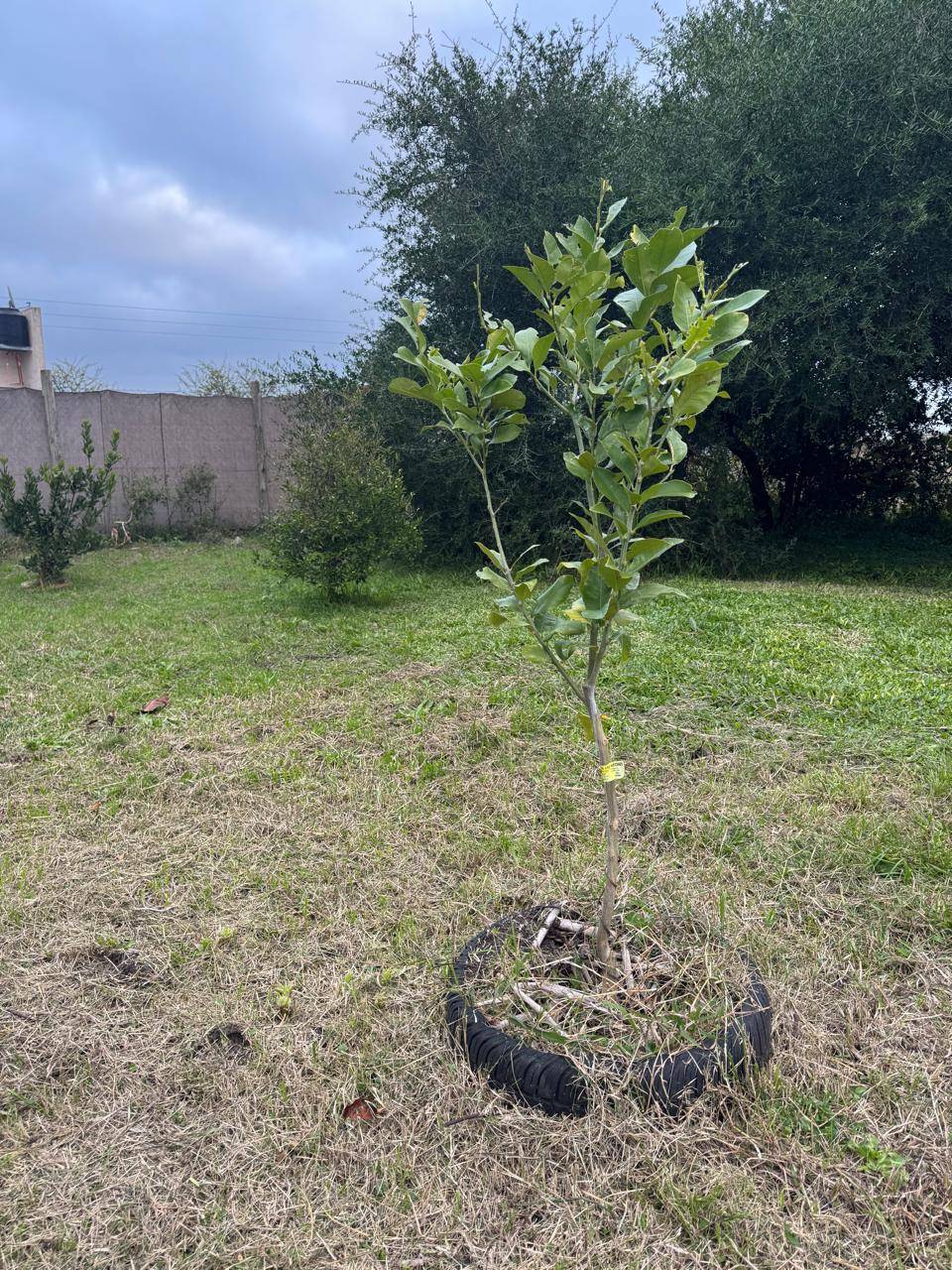 Terreno con Arboleda y Frutales – 300 m² de Naturaleza 