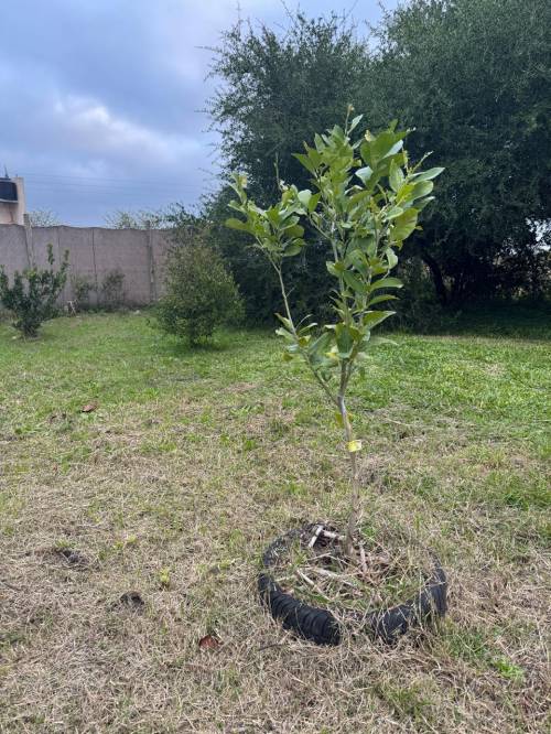 Terreno con Arboleda y Frutales – 300 m² de Naturaleza 