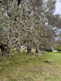 Chacra en venta con mas de 4.000 m² y arboles pecanes