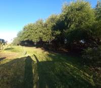 Terreno con Arboleda y Frutales – 300 m² de Naturaleza 