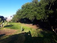 Terreno con Arboleda y Frutales – 300 m² de Naturaleza 