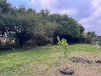 Terreno con Arboleda y Frutales – 300 m² de Naturaleza 