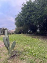 Terreno con Arboleda y Frutales – 300 m² de Naturaleza 