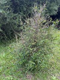 Terreno con Arboleda y Frutales – 300 m² de Naturaleza 