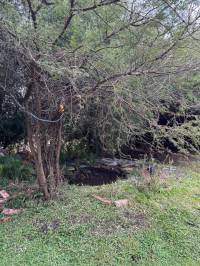 Terreno con Arboleda y Frutales – 300 m² de Naturaleza 